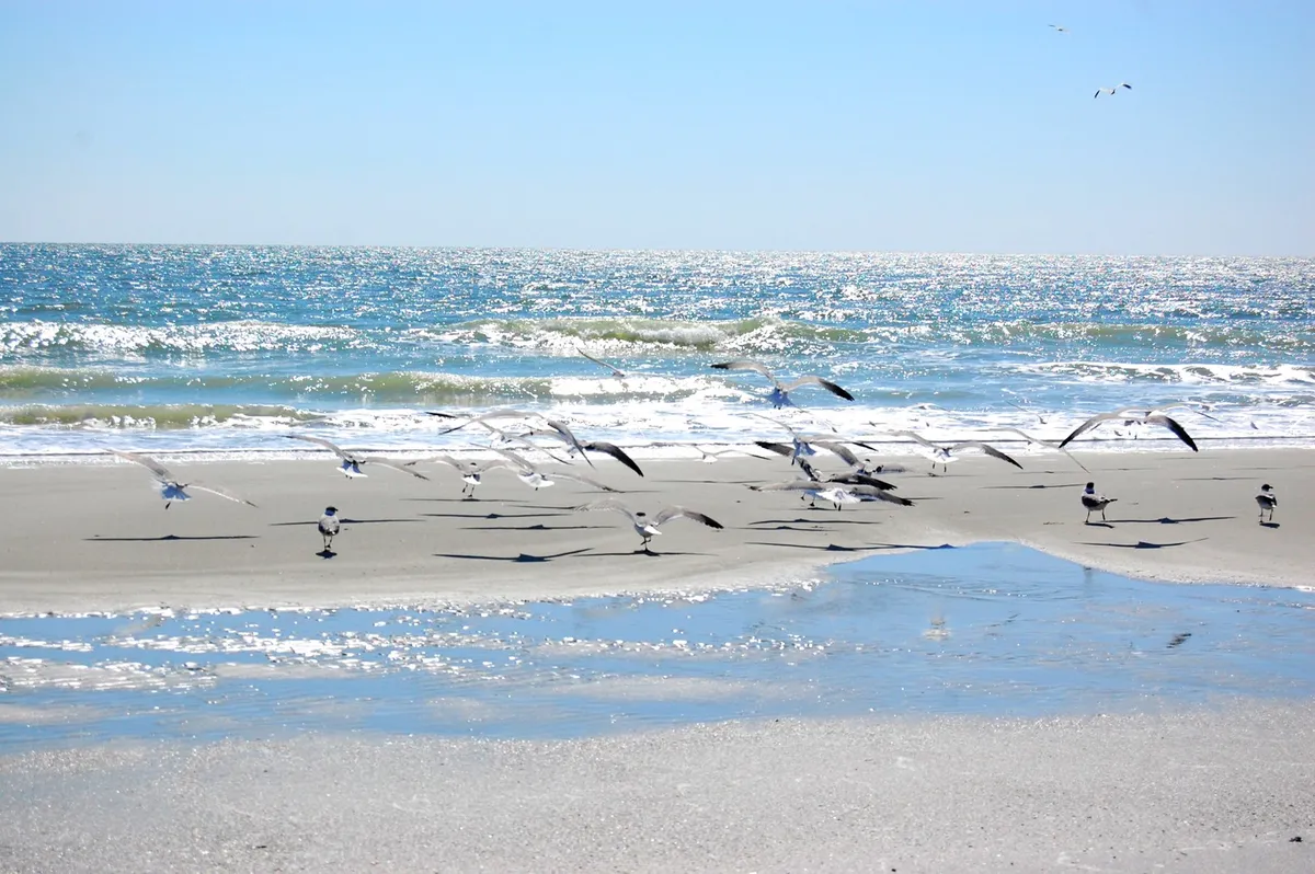 A serene stretch of sandy beach with gentle ocean waves, dotted with a flock of birds in flight. The early morning or late afternoon light reflects off the wet sand, evoking tranquility and the peacefulness of an uncrowded shoreline.